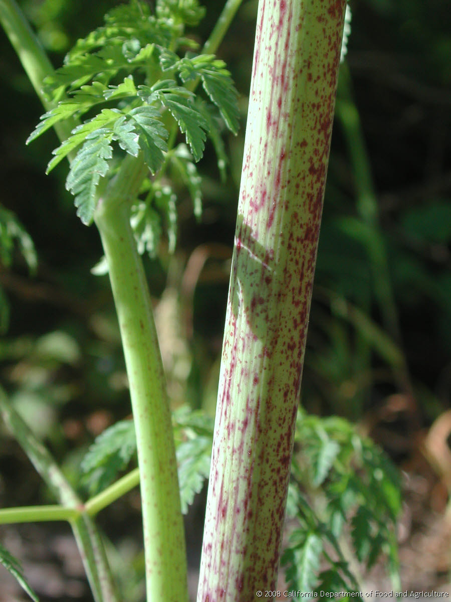 Original size: 1,536 x 2,048 in 0.706 MB
This image: 900 x 1200 in <164.284 KB
{Image.Properties.Date} {Image.Properties.Time}