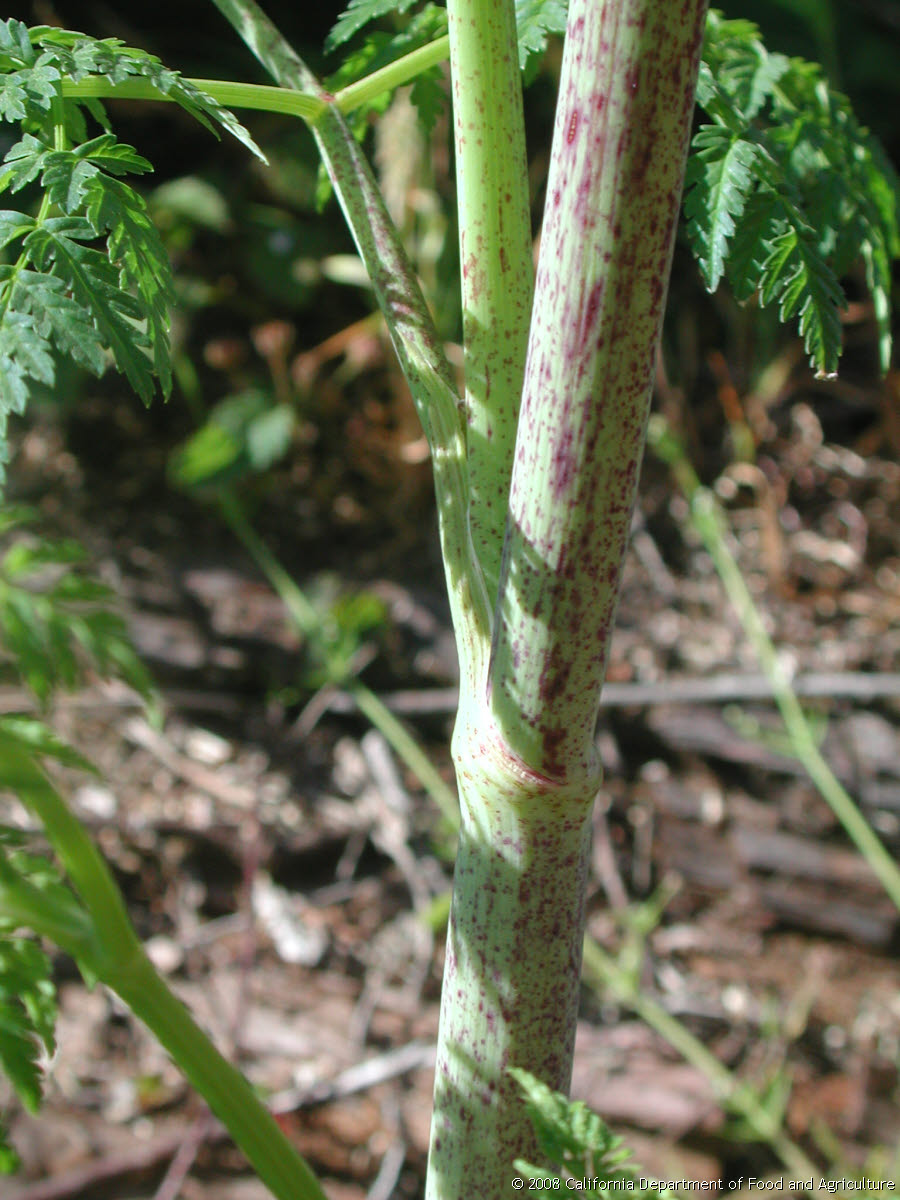 Original size: 1,536 x 2,048 in 0.647 MB
This image: 900 x 1200 in <184.830 KB
{Image.Properties.Date} {Image.Properties.Time}