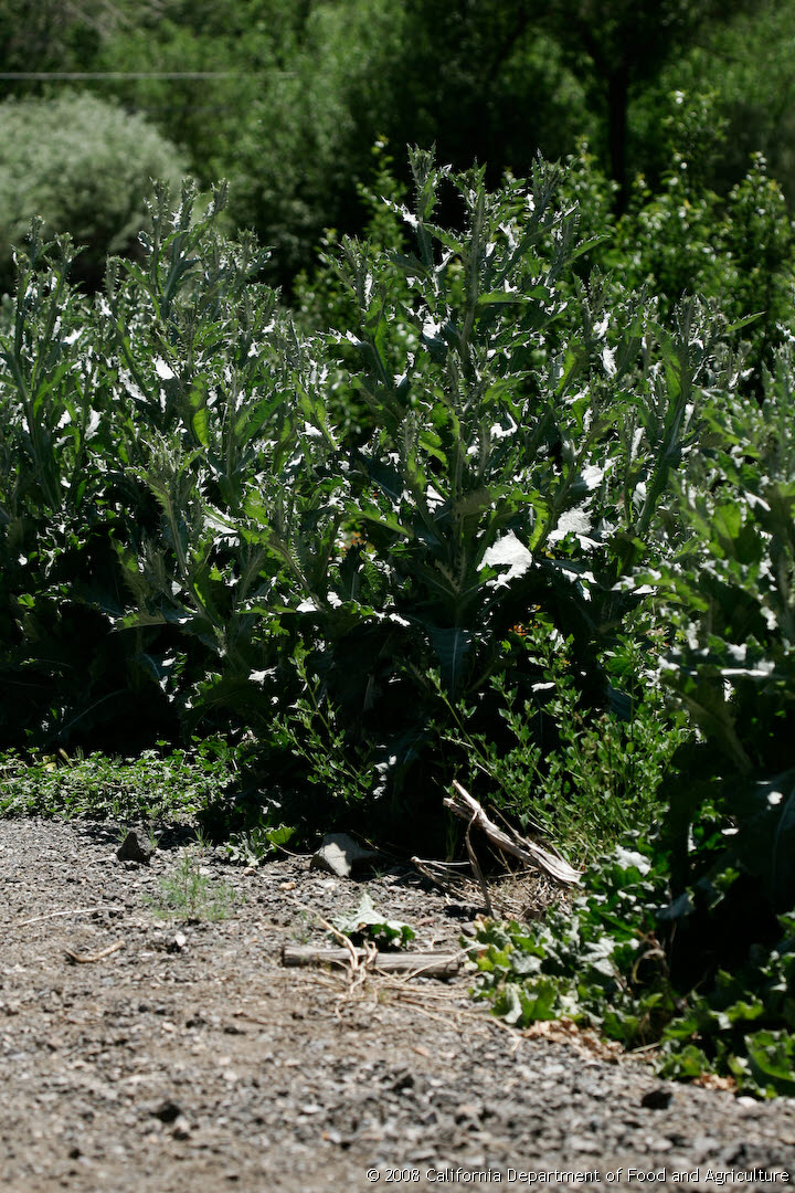 Original size: 720 x 1,080 in 0.960 MB
This image: 720 x 1080 in <294.865 KB
Thursday, June 07, 2007 2:15:38 PM