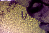 Select an image to enlarge
