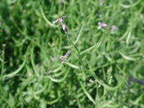 Select an image to enlarge