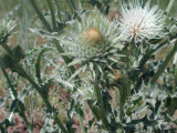 Select an image to enlarge