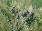 Select an image to enlarge