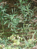 Select an image to enlarge