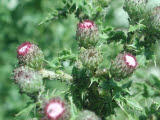 Select an image to enlarge
