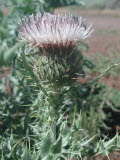 Select an image to enlarge