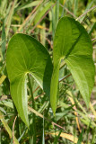 Select an image to enlarge