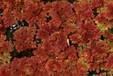 Select an image to enlarge