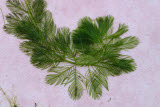 Select an image to enlarge