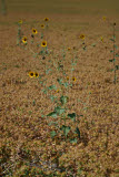 Select an image to enlarge