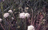 Select an image to enlarge
