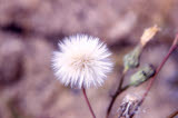 Select an image to enlarge