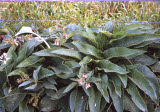Select an image to enlarge