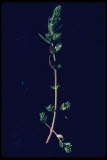 Select an image to enlarge