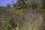 Select an image to enlarge