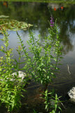 Select an image to enlarge