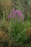 Select an image to enlarge