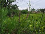Select an image to enlarge
