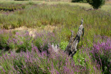 Select an image to enlarge
