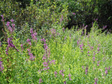 Select an image to enlarge