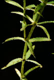 Select an image to enlarge