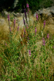 Select an image to enlarge