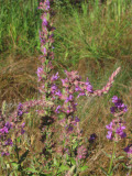 Select an image to enlarge