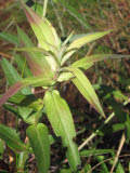 Select an image to enlarge