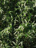 Select an image to enlarge