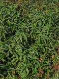 Select an image to enlarge