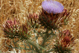Select an image to enlarge