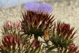 Select an image to enlarge