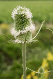 Select an image to enlarge