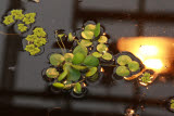 Select an image to enlarge