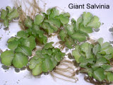 Select an image to enlarge
