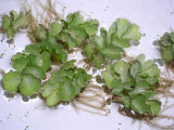 Select an image to enlarge