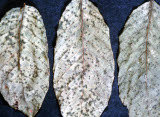 Select an image to enlarge