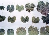 Select an image to enlarge