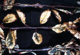 Select an image to enlarge