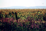 Select an image to enlarge