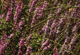 Select an image to enlarge