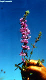 Select an image to enlarge