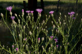 Select an image to enlarge