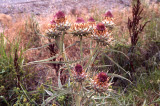 Select an image to enlarge