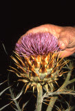 Select an image to enlarge