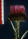 Select an image to enlarge