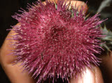 Select an image to enlarge