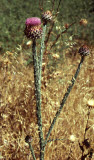 Select an image to enlarge
