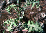 Select an image to enlarge