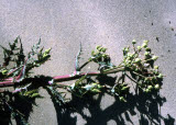 Select an image to enlarge